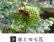 根と田七花 根と田七花