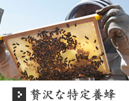 贅沢な特定養蜂 贅沢な特定養蜂