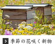 季節の花咲く新物 季節の花咲く新物
