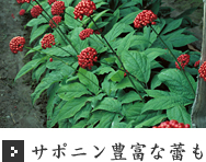 サポニン豊富な蕾も サポニン豊富な蕾も