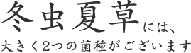  冬虫夏草には、 大きく2つの菌種がございます